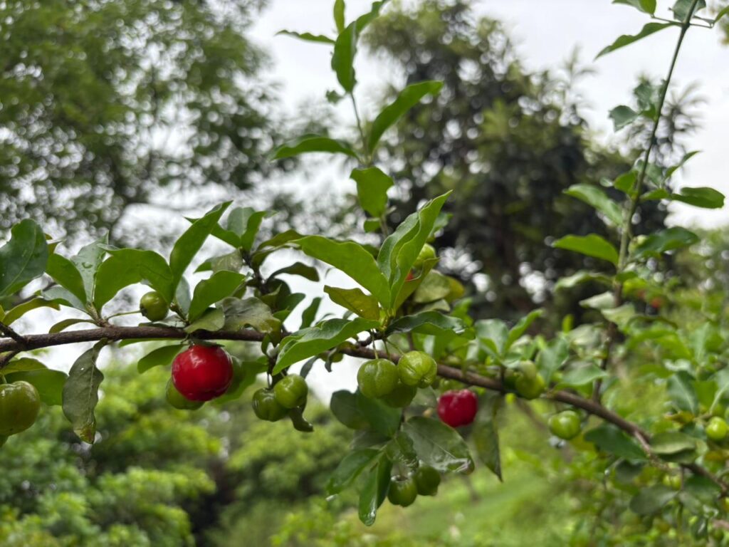 WhatsApp Image 2025-11-14 at 19.18.18