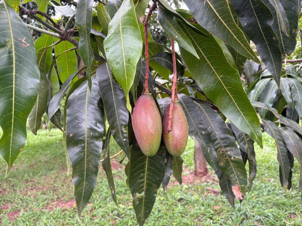 WhatsApp Image 2025-11-14 at 19.18.18 (2)