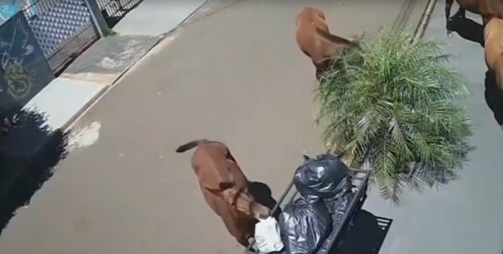 WhatsApp Image 2025-11-21 at 15.41.40