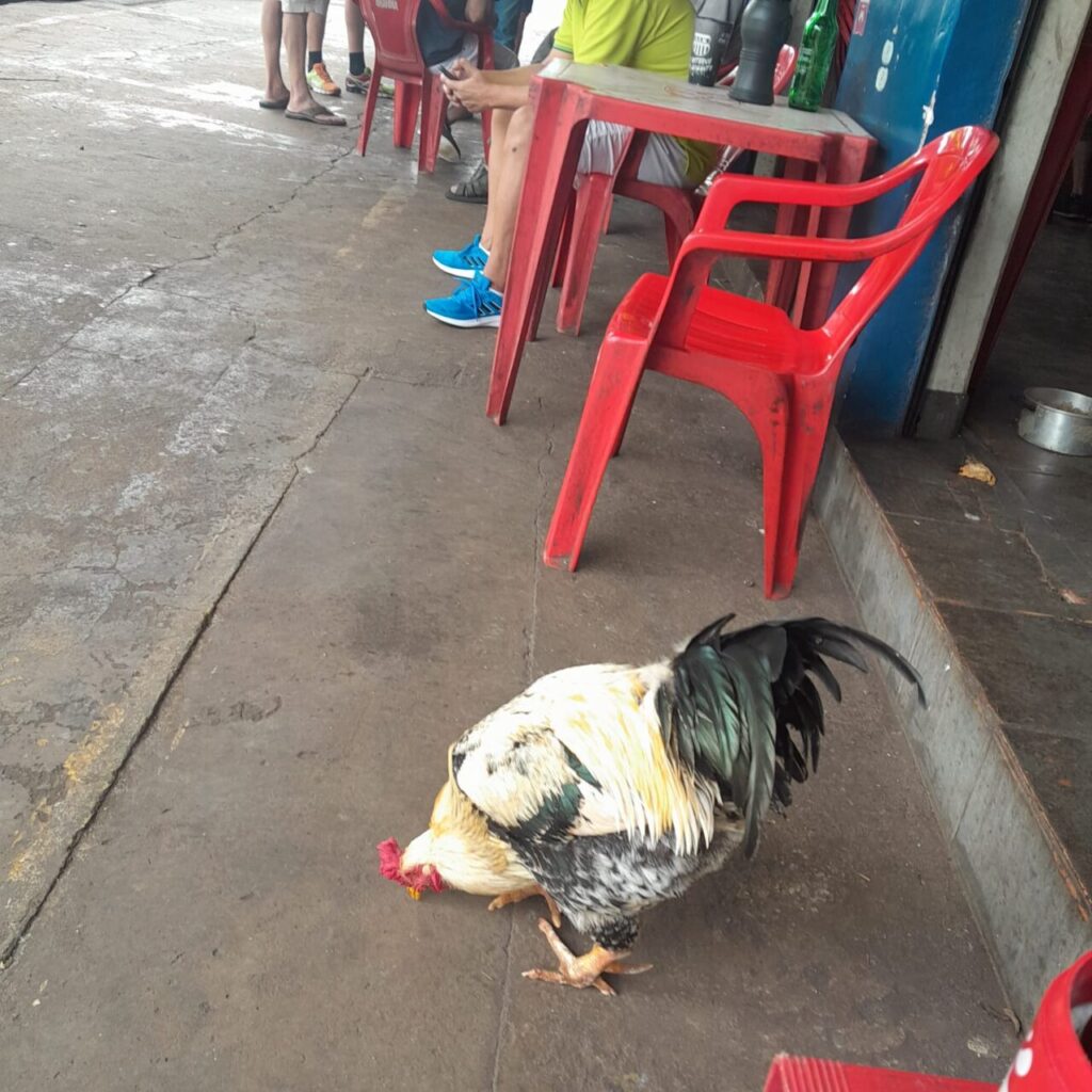 galo do nicola é um dos bichos em bares de Maringá