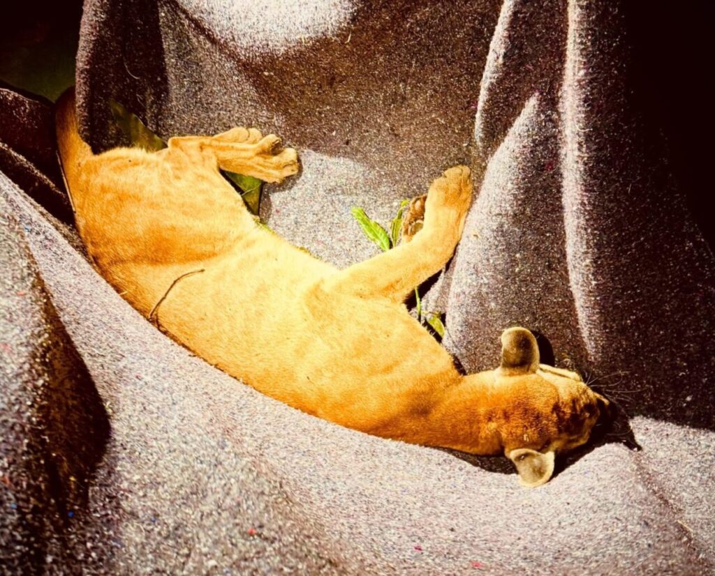 prefeituradepaicandu_1763785606_3771229457479479423_5505862683