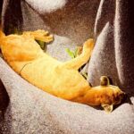 prefeituradepaicandu_1763785606_3771229457479479423_5505862683