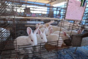 2025-11-10_Leite_de_Coelha_Cunicultura_Coelhos37