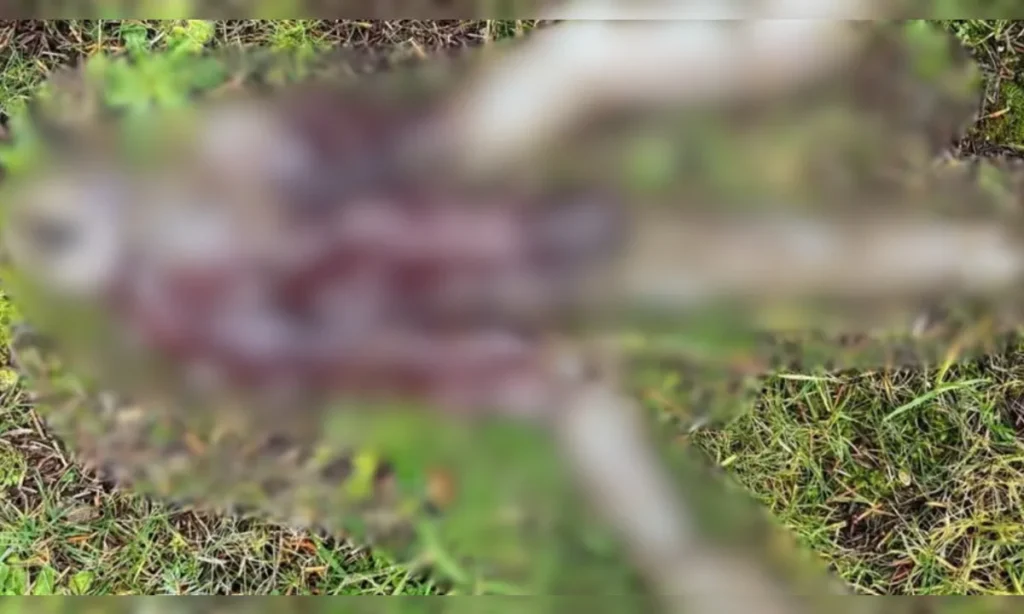 Apenas-quatro-da-especie-foram-registrados-vivos-n-01048415-0-202512111011-ProportionalFillBackground