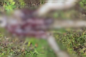 Apenas-quatro-da-especie-foram-registrados-vivos-n-01048415-0-202512111011-ProportionalFillBackground