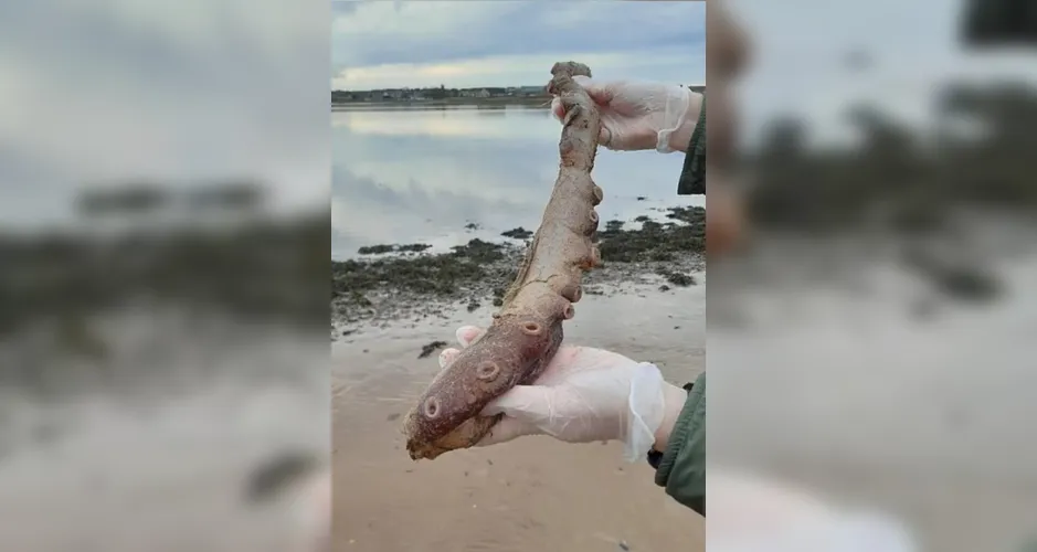 Criatura-bizarra-e-encontrada-por-banhista-em-prai-01048415-1-202512111011-3