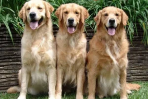 Golden_Retriever-2