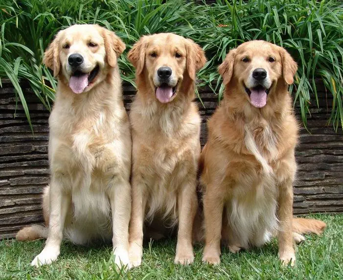 Golden_Retriever-2