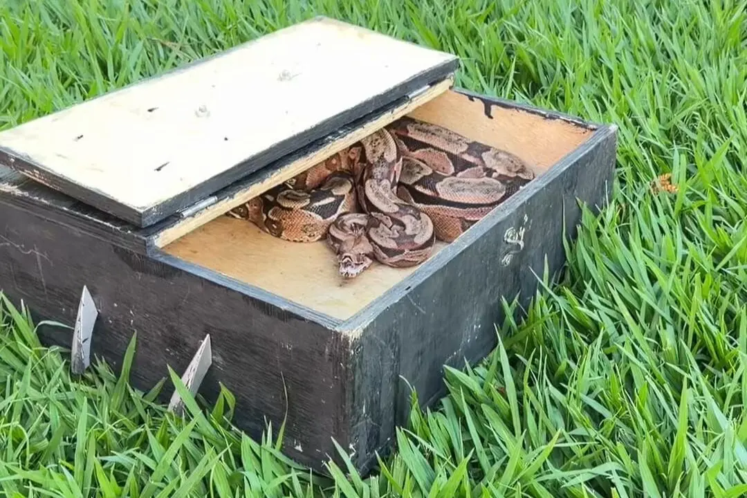 Imagem do WhatsApp de 2025-12-29 à(s) 14.50.46_99d9ec34