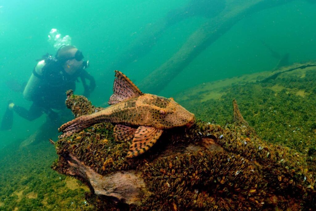 Mergulho__Rio_Paran_2