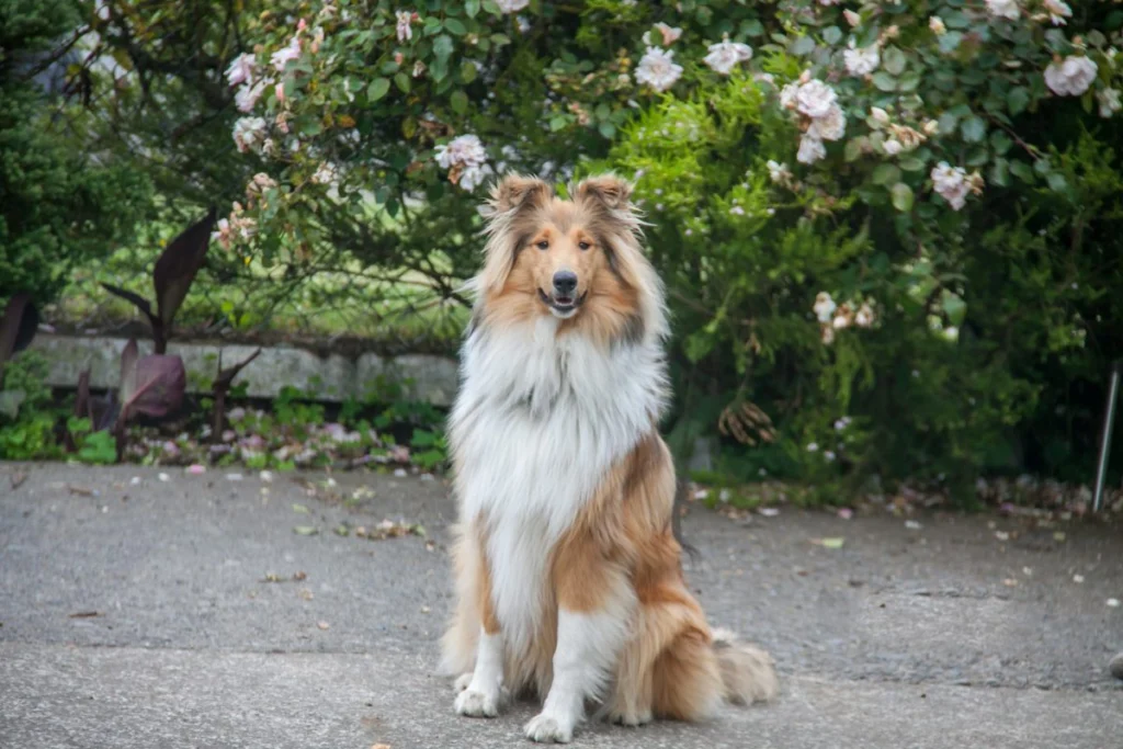 Rough-collie-2-1-1200×800