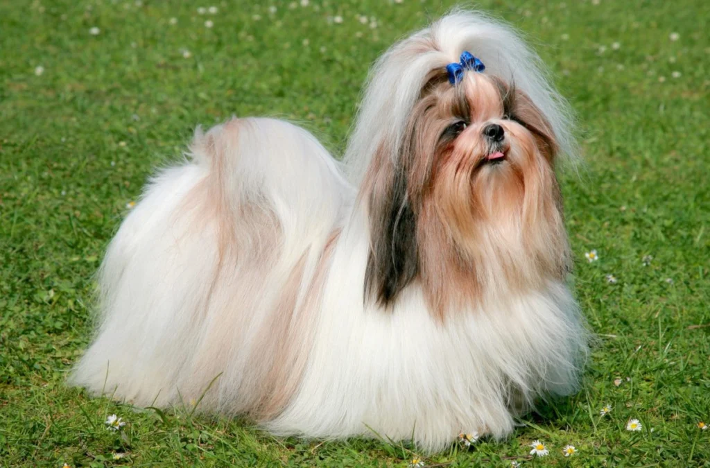 Shih-Tzu-1-1213×800