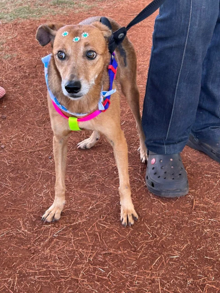 WhatsApp Image 2025-12-04 at 15.53.33 (1)