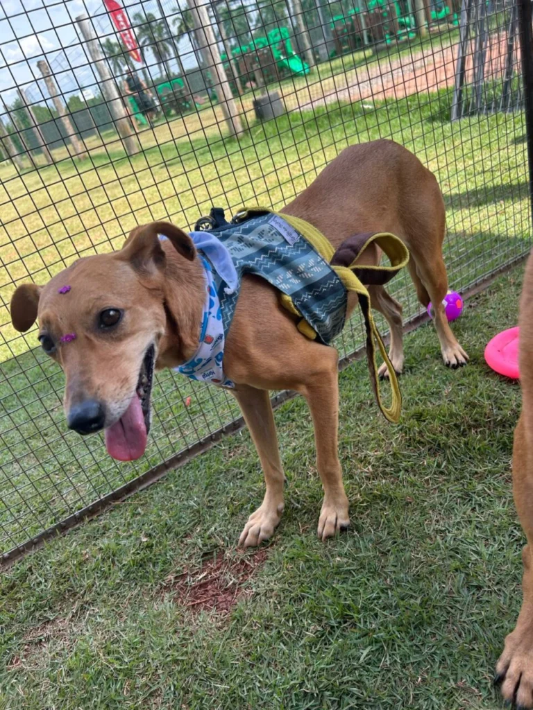 WhatsApp Image 2025-12-04 at 15.53.33