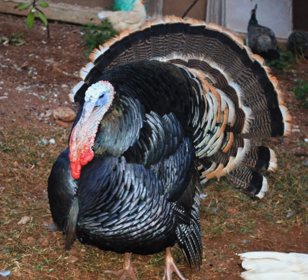 WhatsApp Image 2025-12-04 at 18.14.40 (1)