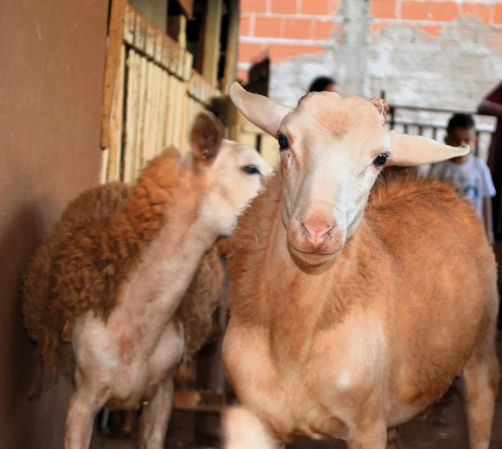 WhatsApp Image 2025-12-04 at 18.14.41