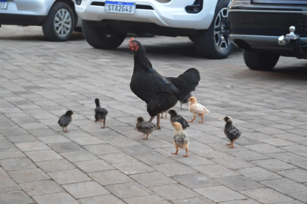 WhatsApp Image 2025-12-04 at 18.14.43