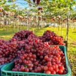 Safra de uva movimenta turismo rural em Marialva com colha e pague em alta