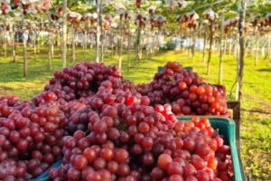 Safra de uva movimenta turismo rural em Marialva com colha e pague em alta