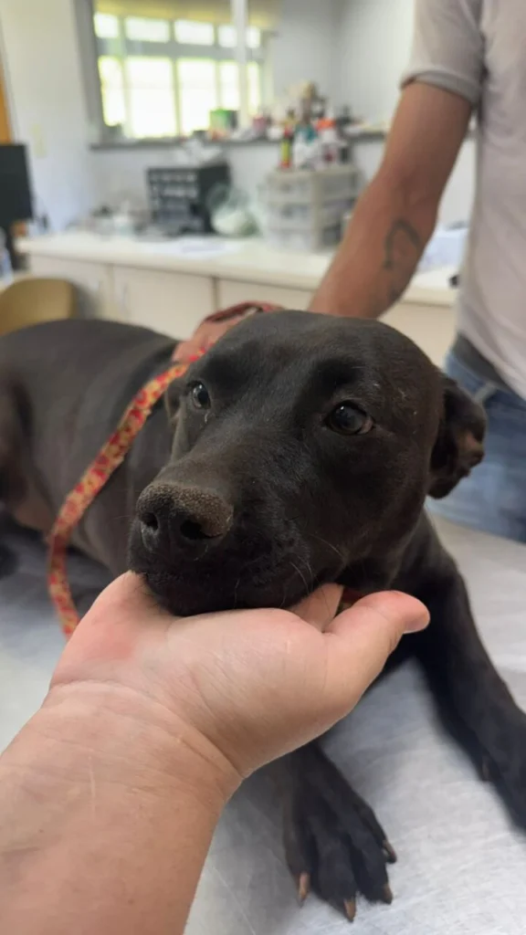 WhatsApp Image 2025-12-12 at 15.18.16