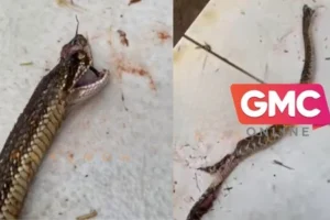 WhatsApp Image 2025-12-16 at 11.20.31