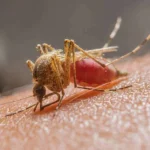 WhatsApp Image 2025-12-22 at 15.32.24