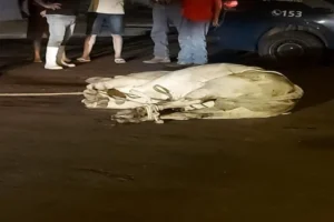 WhatsApp Image 2025-12-23 at 08.35.18