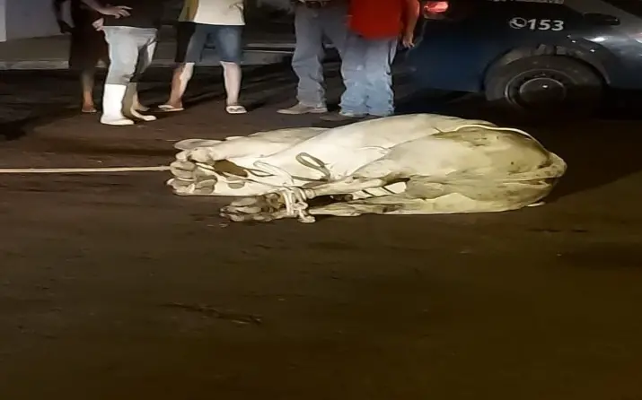 WhatsApp Image 2025-12-23 at 08.35.18