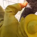 apicultor-de-paranavai-viraliza-ao-salvar-colmeia-instalada-em-tumulo-6945931a68891