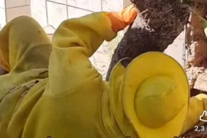 apicultor-de-paranavai-viraliza-ao-salvar-colmeia-instalada-em-tumulo-6945931a68891