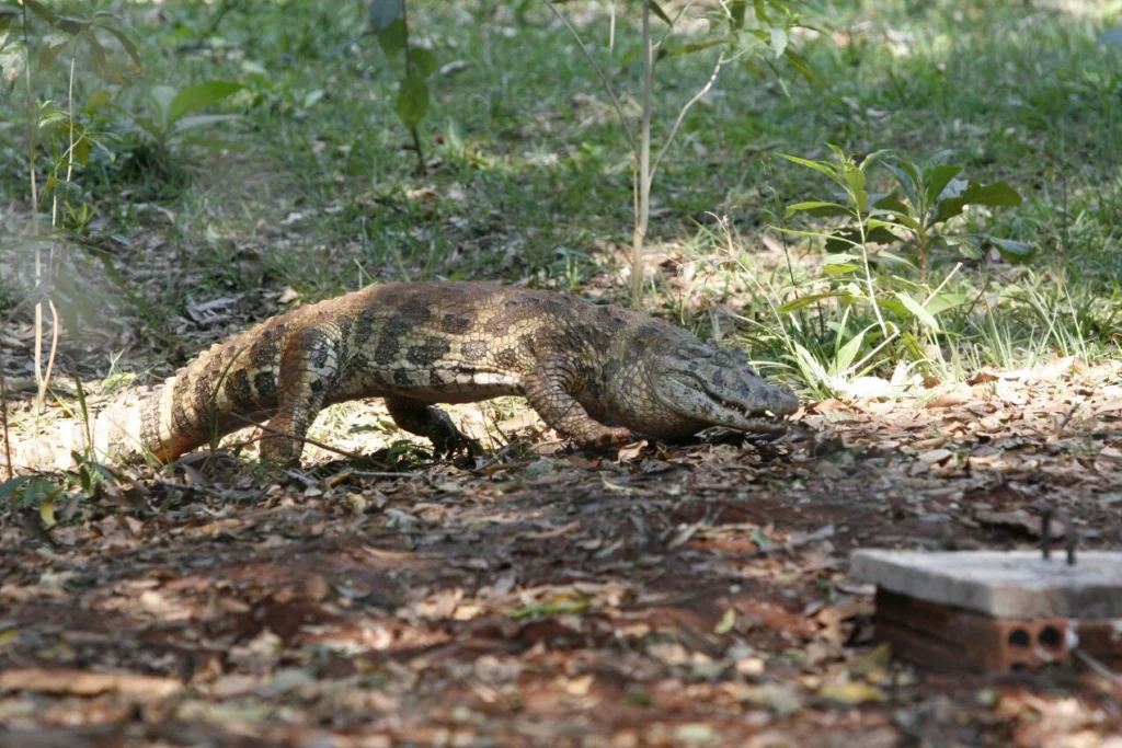 c72cc6d4ae212177bccfc133d2d92909