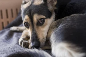 cachorro-adoravel-em-close-up-deitado-no-cobertor