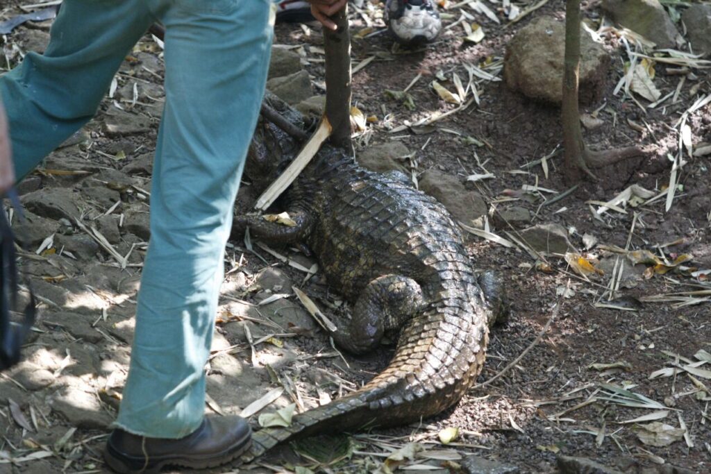 cad7bd247868b0ff2c177bf1b7c508cb-1