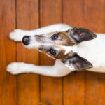 cao-bonito-sentado-no-fundo-de-madeira