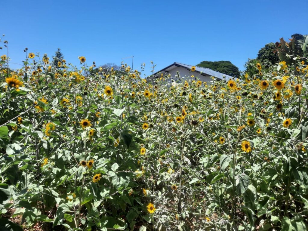 eb5b9131e8f4312e35a3990ffe2f8c39