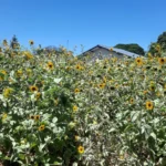 eb5b9131e8f4312e35a3990ffe2f8c39