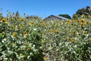 eb5b9131e8f4312e35a3990ffe2f8c39