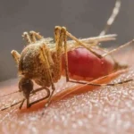 ff7b57d38e0f3ae79c61f036bbd85db2