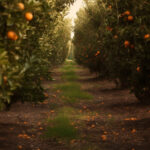 Row of ripe citrus trees in sunset glow generative AI