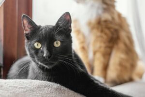 gatos-fofos-sentados-dentro-de-casa