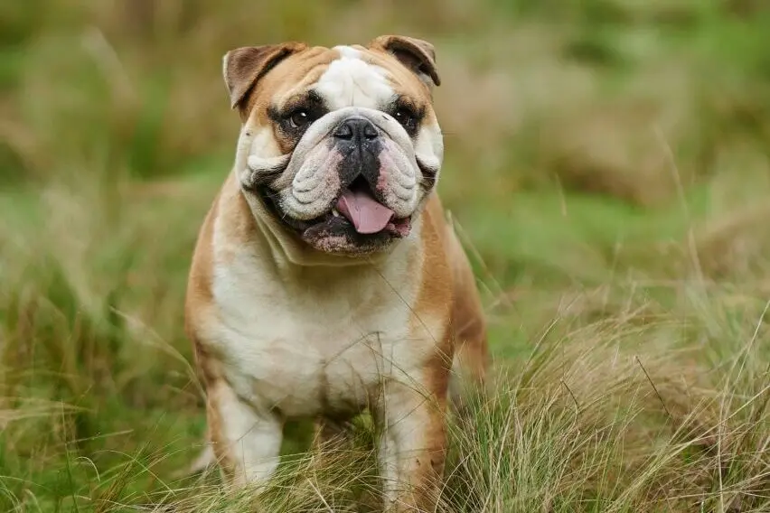Vertical picture of English Bulldogge in the field