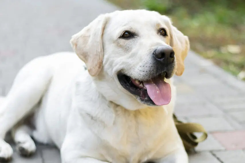 labrador-bonito-sorrindo-ao-ar-livre