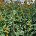 professor-planta-girassois-e-transforma-terreno-baldio-no-centro-de-alto-parana-6943d516b462f