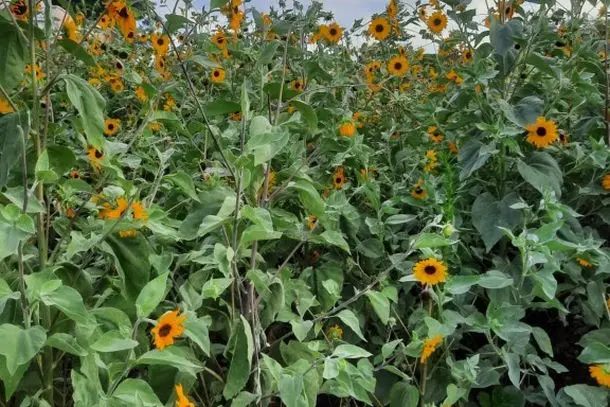 professor-planta-girassois-e-transforma-terreno-baldio-no-centro-de-alto-parana-6943d516b462f