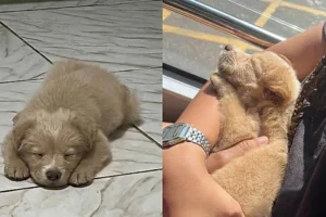 1a0e9177-pi7_tool_x-27