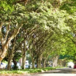 38899008_2114015665276721_7683543295355518976_n