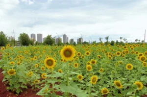 617510024_1469703661407712_4273030333724204690_n