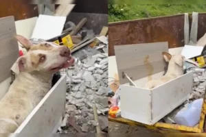 Cao-foi-abandonado-em-cacamba-para-morrer-01060546-0-202601281713-ProportionalFillBackground