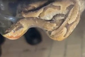 Captura de tela 2026-01-17 091750