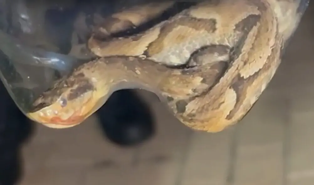 Captura de tela 2026-01-17 091750